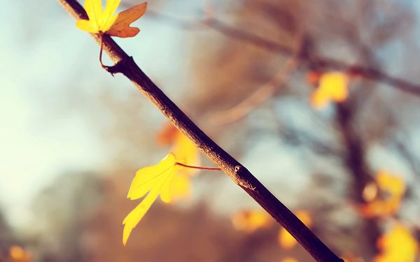 Two Yellow Leaves in Great Growing Condition, Both Are Heading Toward the Sun, Tomorrow is Another Day - HD Photography Wallpaper