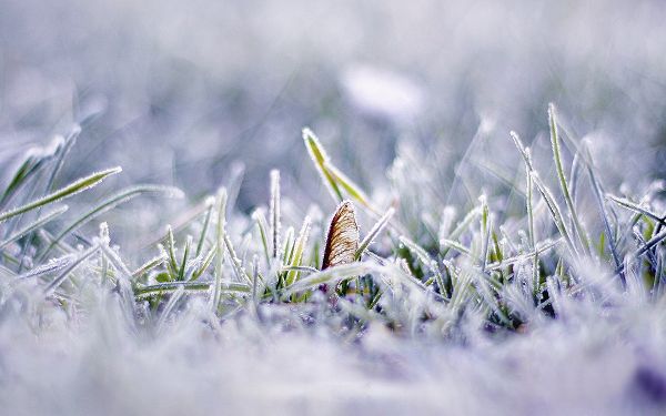 Under Coldness and Freezing Effect, Grass and Butterfly Have Fallen Asleep, When Will They Wake up? - HD Natural Scenery Wallpaper