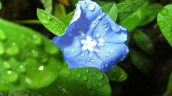 Waterdrops All Over Green Grass and Blue Flower, Are Fresh and Clear, What an Impressive Scene! - Natural Scenery Wallpaper