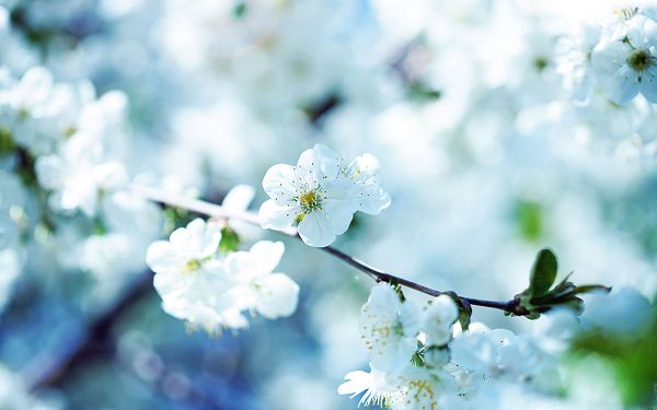 White Flowers in Full Bloom, Quite Attractive for Their Pureness and Clearness - HD Natural Scenery Wallpaper