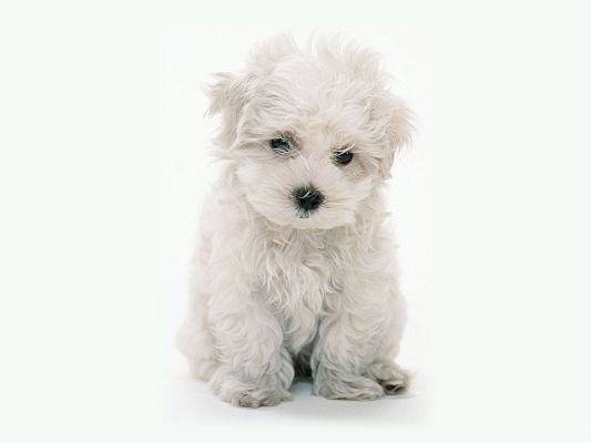 White Maltese Poodle