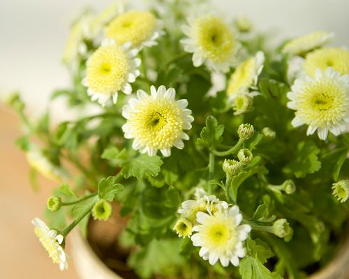 White and Yellow Flowers, All Cute and Little, Accompanied by Green Grass, They are Happy Enough - Indoor Scenery Wallpaper