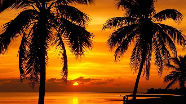 With the Setting Sun, Both Coconut Trees and the River Have Presented a Golden Color, You'd Appreciate the Scene - HD Natural Scenery Wallpaper