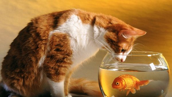 Wondering How to Get the Fish, Is She Planning to Drink the Bottle up? Turn to a More Practical Way - Cute Kitty HD Wallpaper