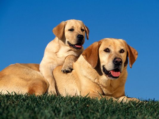 Yellow Labradors HD Post in Pixel of 1600x1200, Two Close Puppies CLose to Each Other, Both Tongue Stretched Out, They Are Quite Impressive - Cute Animals Wallpaper