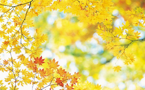 Yellow Leaves Not Fallen, They Seem Smiling and Making a Welcoming Gesture, Very Impressive - Widescreen Natural Scenery Wallpaper