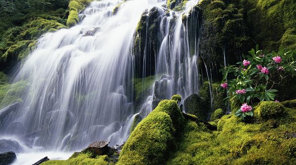 beautiful nature pictures - A White Waterfall, the Plants Alongside Are Never Thirsty