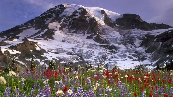 beautiful pictures of nature - Snow-Capped Mountains, Blooming Flowers in Various Color, What a Scene!
