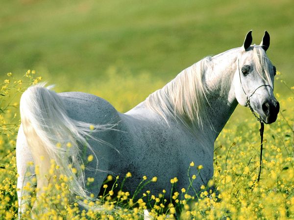 Beautiful Scenery Wallpaper: A Fine Horse In Flowering Shrubs