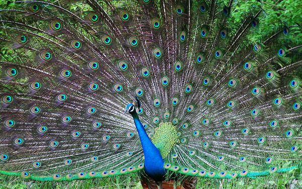 Beautiful Wallpaper Of Animals: A Peafowl Unfolding His Tail Screen