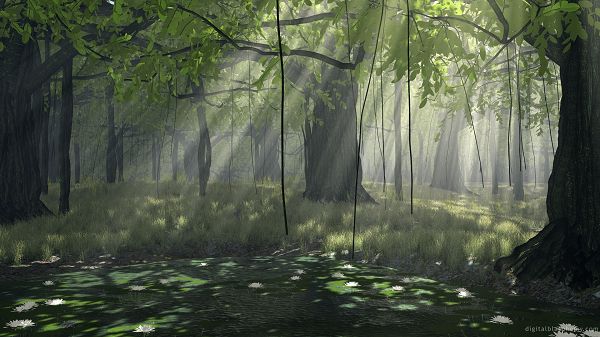 free nature photos - The Weakening up Forest, With Sunshine Breaking in, Another Good New Day
