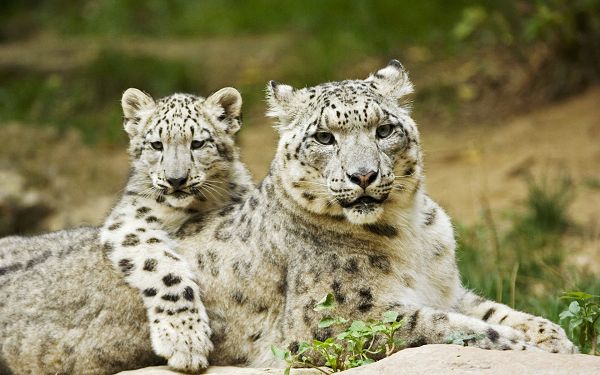 free scenery wallpaper - Includes Snow Leopard Mother and Cub, Appreciates Their Close Relationship!