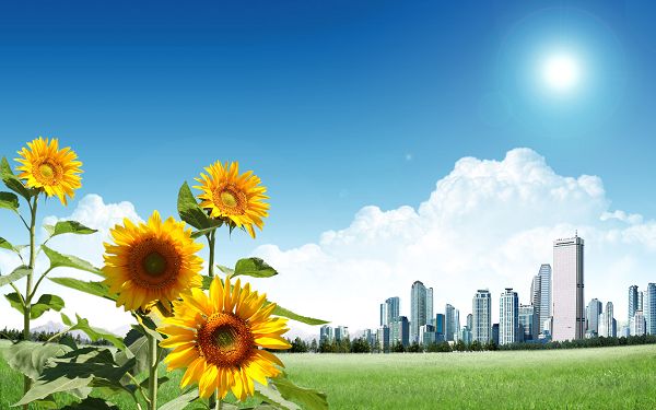 Free Scenery Wallpaper: Beautiful Sunflowers In The Sun