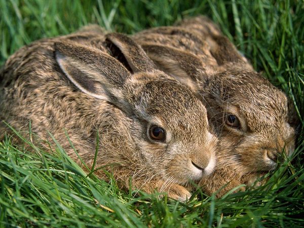 Free Wallpaper - Nimble Rabbits In Bush