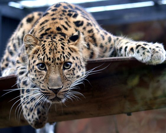 Free Wallpaper: A Fierce Leopard