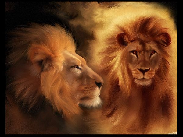Free Wallpaper About Animals: Two Lions With Sharp Eyes