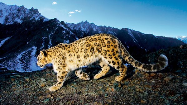 Free Wallpaper Of A Snow Leopard Looking For Food