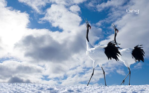 Free Wallpaper Of Animal: Two Cranes Singing To Sky