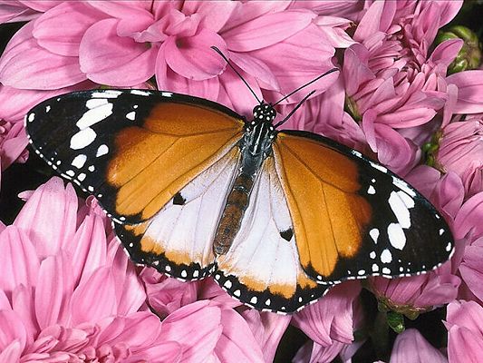 Free Wallpaper Of Butterfly - A Butterfly Lying On The Flowers