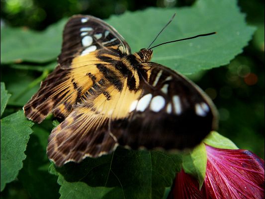 Free Wallpaper Of Butterfly-a Brown Butterfly