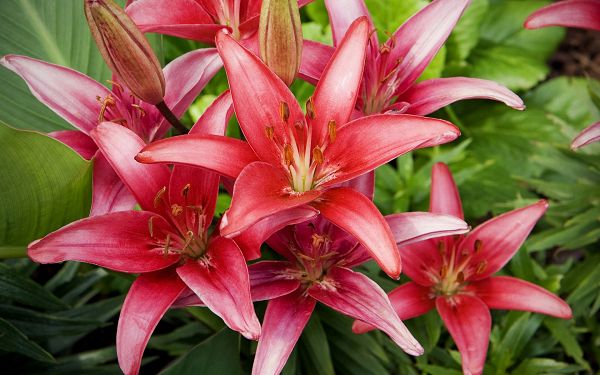 Free Wallpaper Of Flowers-Red Lilies