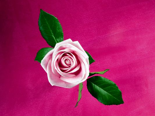 Free Wallpaper Of Flowers- A Pink Rose