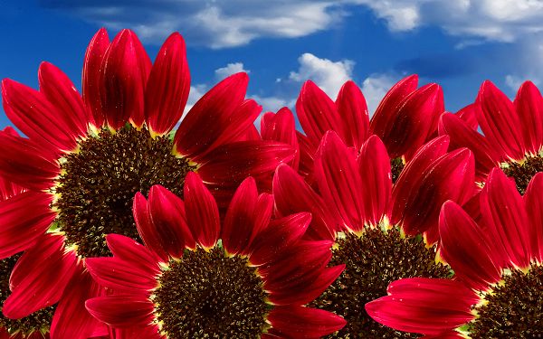 Free Wallpaper Of Flowers: Blooming Pure Red Sunflowers