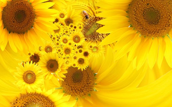 Free Wallpaper Of Flowers-yellow Sunflowers
