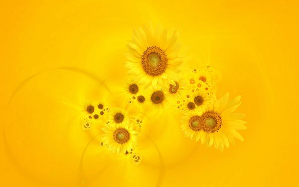 Free Wallpaper Of Sunflowers 