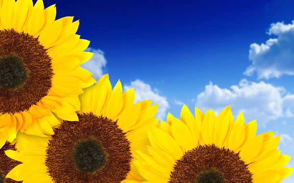 Free Wallpaper Of Sunflowers In The Blue Sky