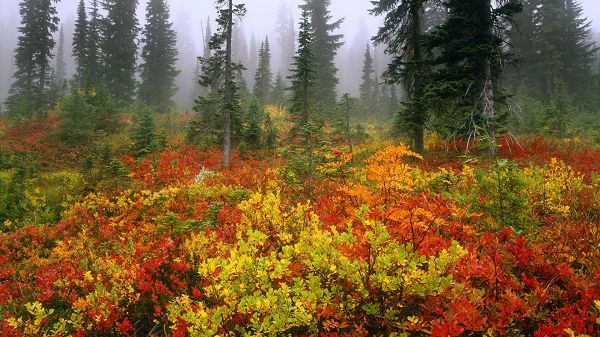 images of natural scenes - Misty Distant Scene, Leaves Are Red, Yellow and Green, Colorful Scene