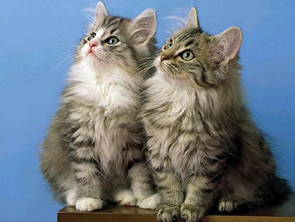 Lovely Cats Scenery Free Wallpaper