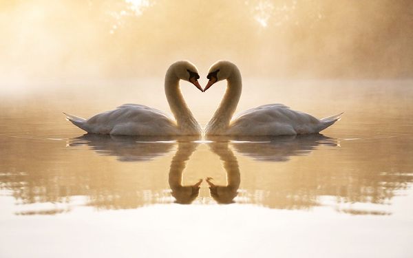 Lovely Wallpaper Of Two Swans Playing In Water