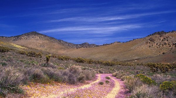 natural scene photos - The Bright and Colorful Road, Surrounded by Natural Plants, the Incredible Sky 