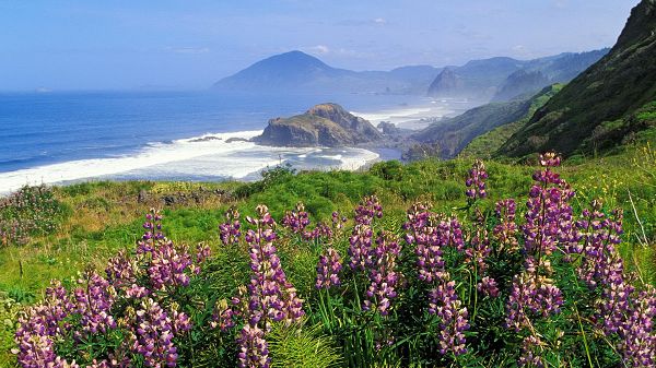 nature images - Purple Flowers in Full Bloom, Eyes Wide Open, Never Miss the Scene of the Sky and the Sea