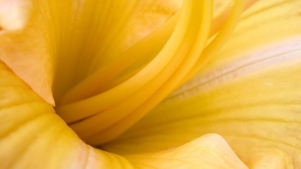 pictures of nature scenery - A Yellow Flower in Full Bloom, the Stamen is Shown Clearly, Highly-Detailed