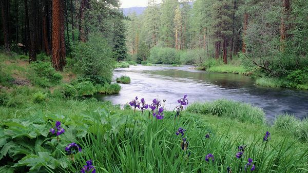 pictures of nature scenery - River in Quiet Flow, Purple Flowers Alongside, is Totally Impressive and Fit