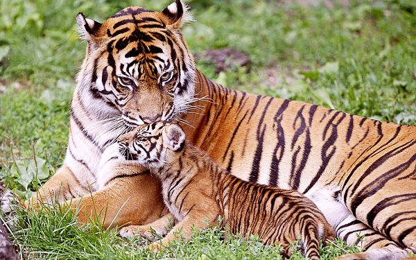 Sweet Wallpaper Of Tigers: A Tiger Is Kissing Her Baby