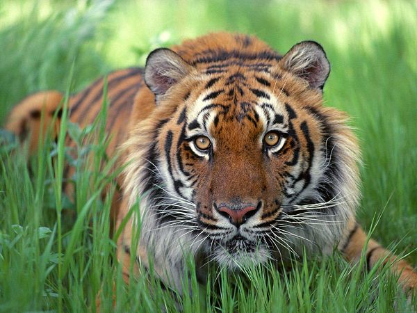 The Highest Quality Free Wallpaper: Fierce Tiger In Boskage