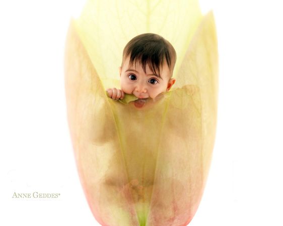Wallpaper Of Anne Geddes's Works: A Cute Babe In Flower Petals