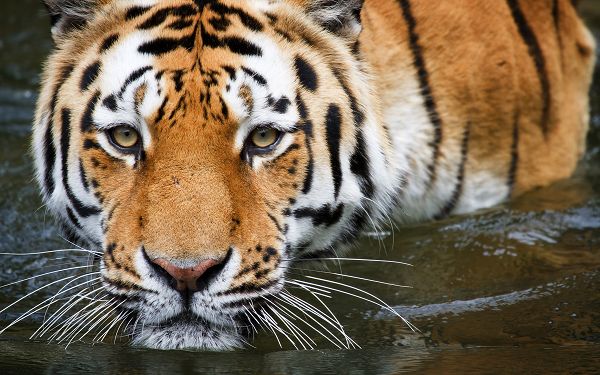 Wallpaper Of Animals: A Wuppertal Tiger Lying In The Water