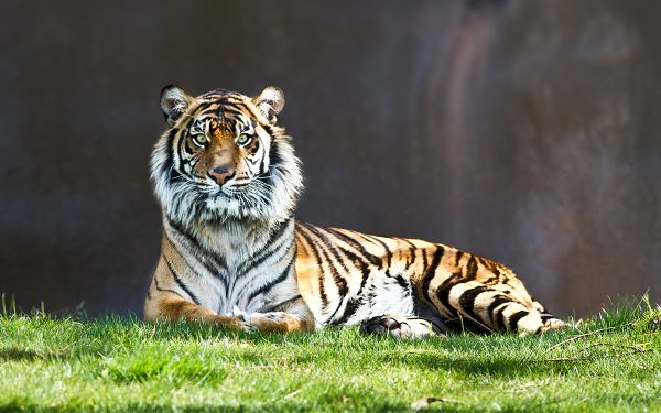 Wallpaper Of Animals: A Tiger Staring On The Grassland