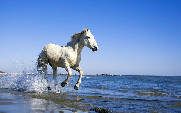 Wallpaper Of Animals: A White Horse Running In The Seawater