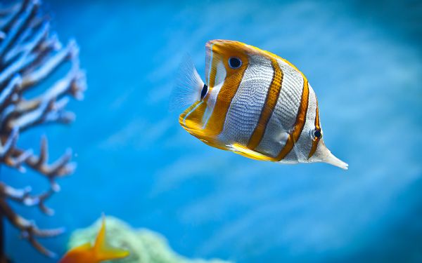 Wallpaper Of Colorful Butterfly Fish Swimming In The Sea