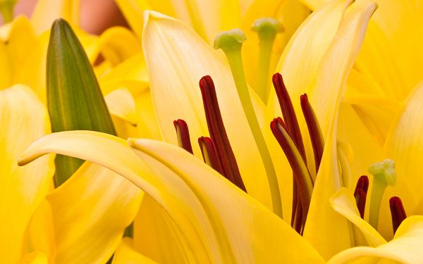 Wallpaper Of Flower: Bright Yellow Oriental Lilies