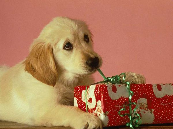 Wonderful Wallpaper: A Dog And A Christmas Gift