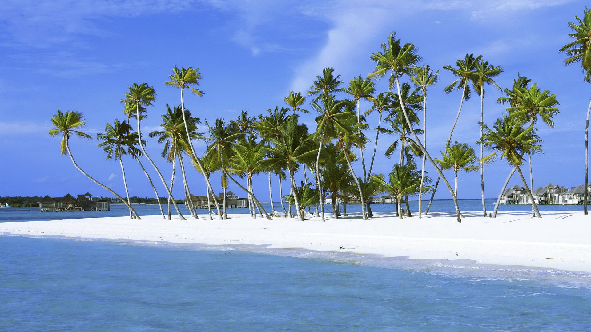 Beautiful Beach Sceneries - Green and Tall Coconut Trees by the Beach, the Sea is Blue and Clear, Looking Great 1920X1080 free wallpaper download