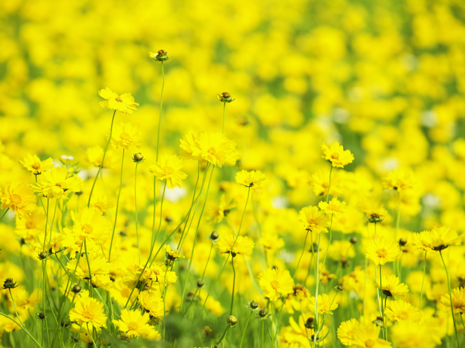 Flowers-and-Nature-Yellow-Flowers-Smilin