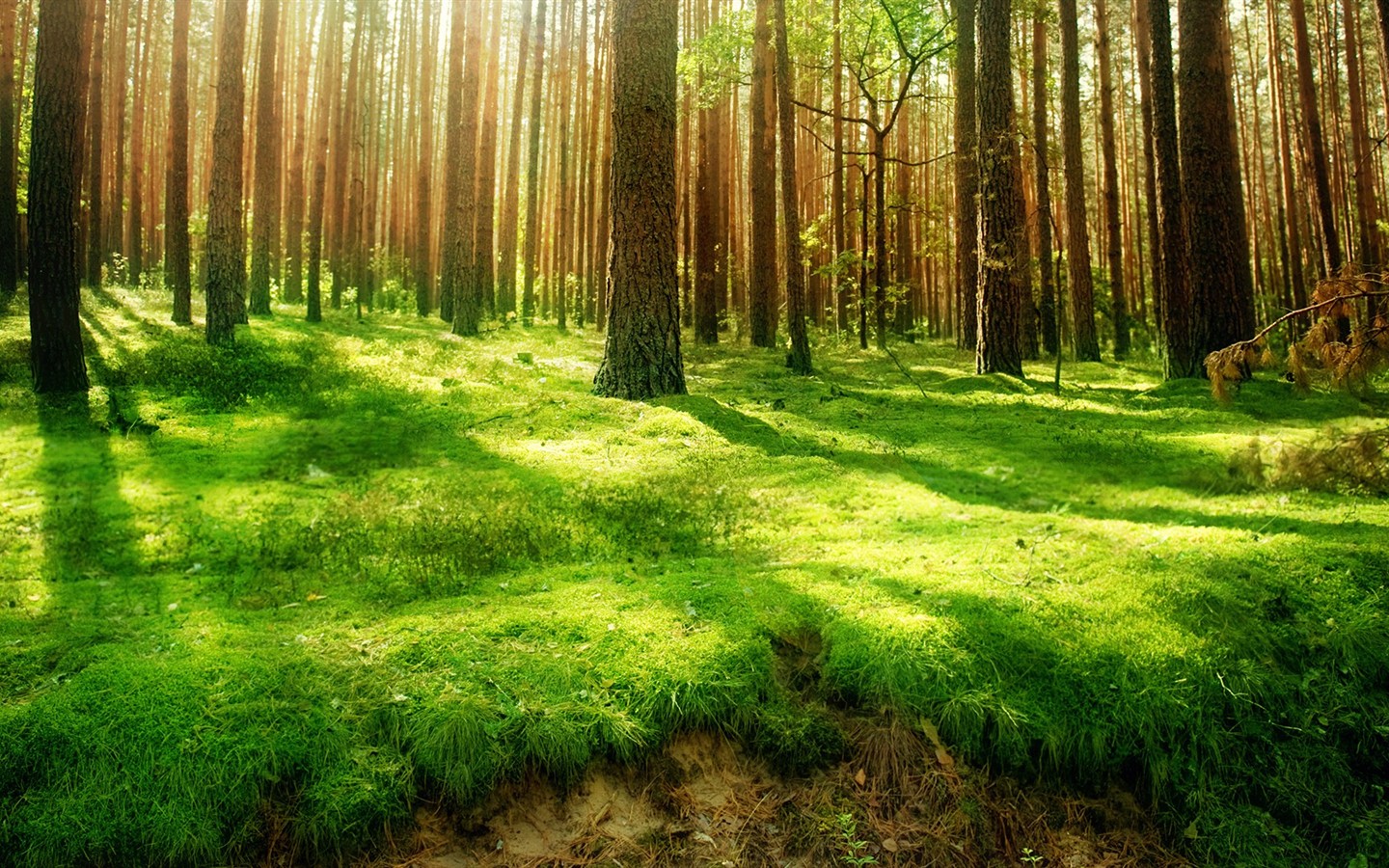 ... What a Beautiful and Attractive Forest - HD Natural Scenery Wallpaper