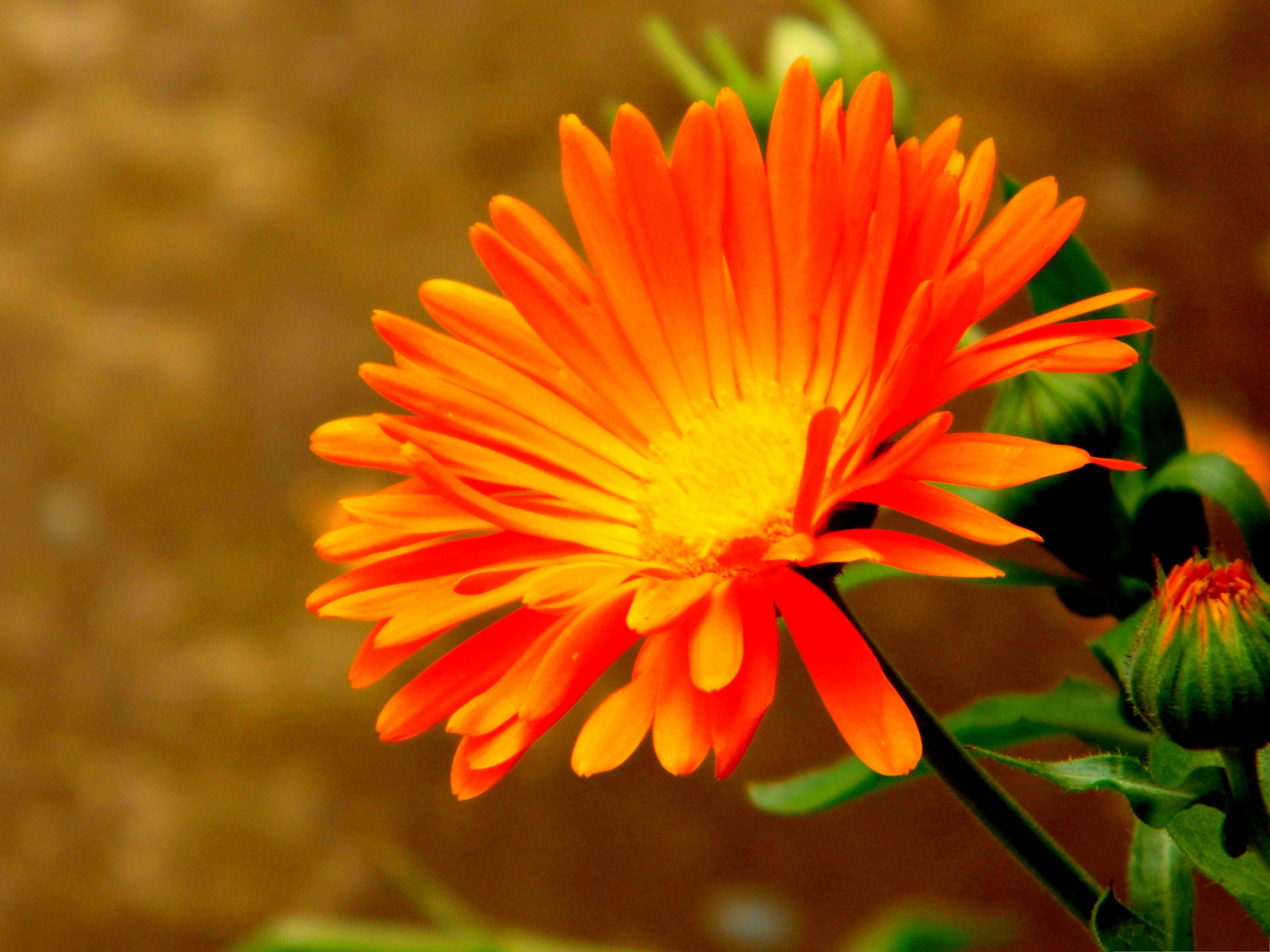 Orange Flower Picture, Bright-Colored Flower in Bloom ...